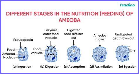 Nutrition In Amoeba - Process Of Holozoic Mode Of Nutrition (Diagram)