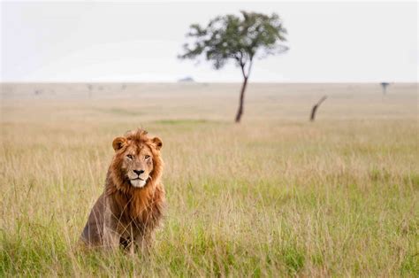 11 Animales que viven en la sabana