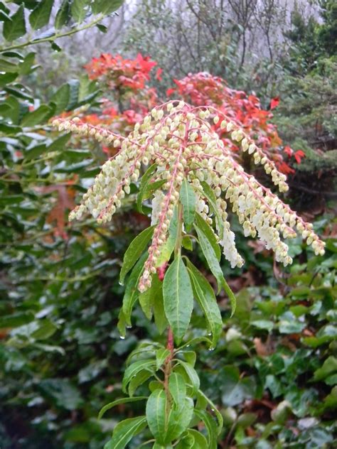 Pieris japonica (Fetterbush, Japanese Andromeda, Japanese Pieris, Lily ...