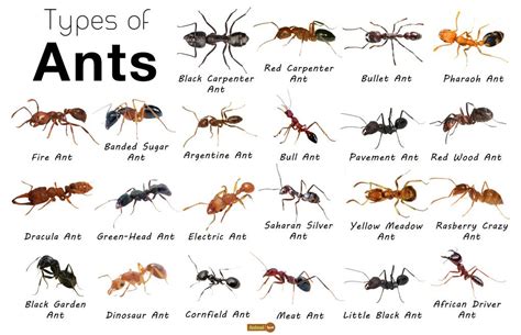 Different Types Of Ants, Ant Life Cycle, Wood Ants, Ant Species, Queen ...