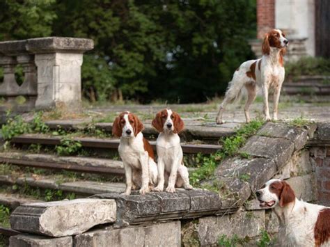 Irish Red and White Setter: Complete Dog Breed Guide