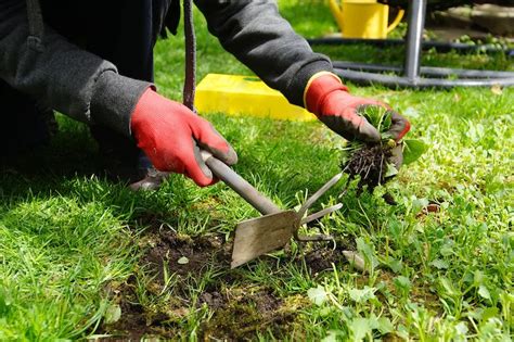 The Best Weeding Tools in Australia for 2024 | Ultimate Backyard