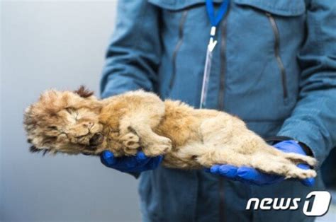 This Frozen Cave Lion Is So Well Preserved You Can Still See Its Whiskers