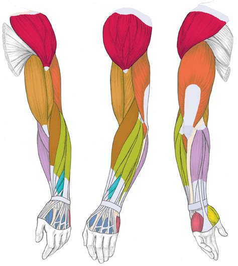 forearm anatomy muscles simple - Google Search | Anatomia do braço ...