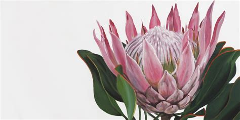 "Pink King Protea" by Naomi Veitch. Paintings for Sale. Bluethumb ...