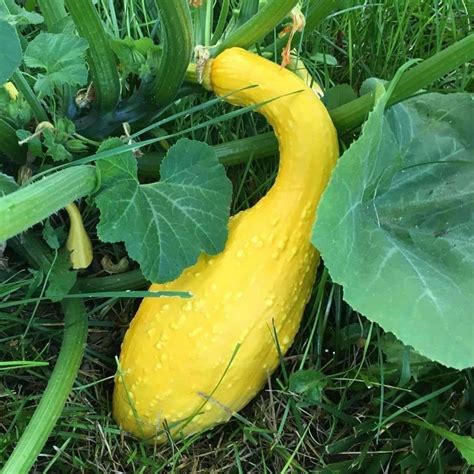 Seeds for Early Summer Crookneck Summer Squash | Cucurbita pepo | Amkha ...