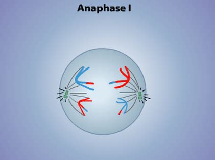 Anaphase I