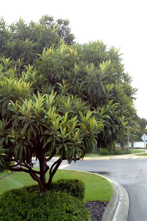 Loquat Tree | Loquat tree, Best shade trees, Garden