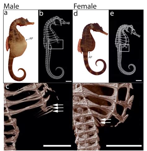 Study Reveals The Wonderfully Unique Way Seahorse Dads Give Birth ...