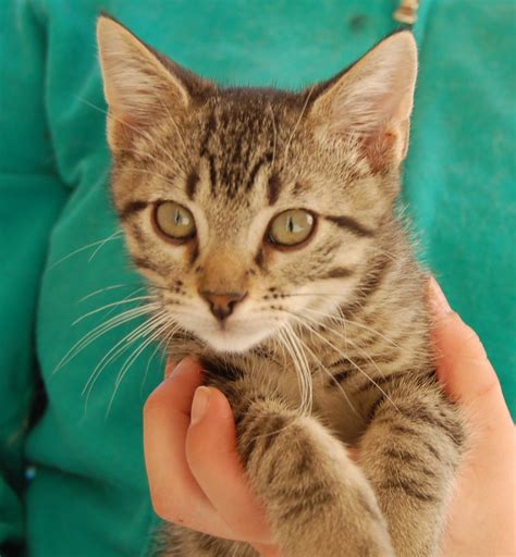 30 rescued kittens ready for adoption today!