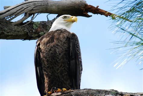 Eagle Sitting on Nest | Bald eagle