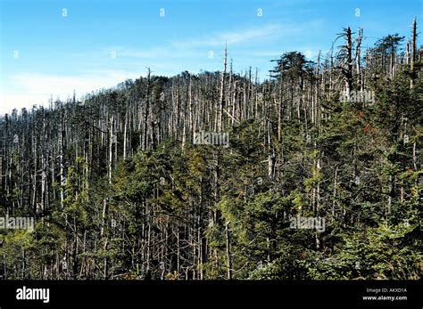 Acid rain damage on Mt Mitchell North Carolina Stock Photo: 2813209 - Alamy