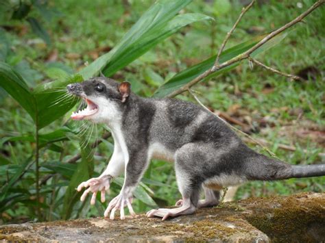 Water Opossum (Costa Rica Mammals) · iNaturalist