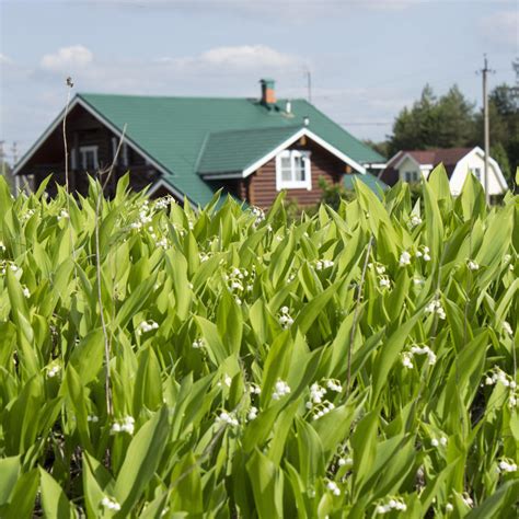 Fragrant White Lily of the Valley Pips for Sale | Groundcover 50 pack ...