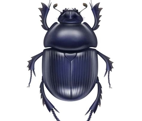 The Egyptian Beetle: 10 Scarab Facts That Will Surprise You - IMP WORLD