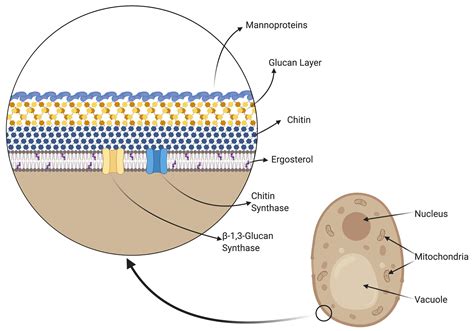 Cell Wall Makeup Of Fungi | Makeupview.co