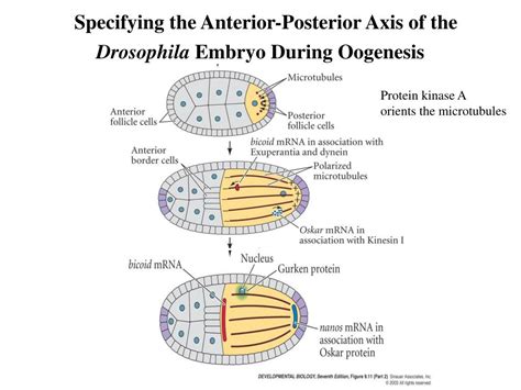 PPT - Model of Drosophila Anterior-Posterior Pattern Formation ...