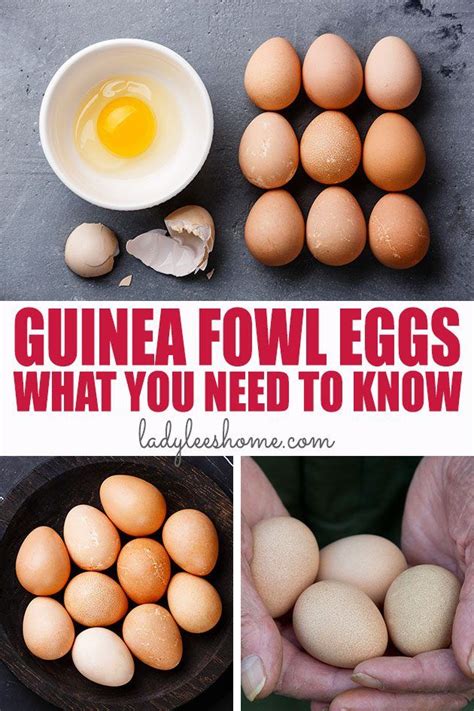 Guinea Fowl Eggs | Guinea fowl, Fowl, Egg nutrition