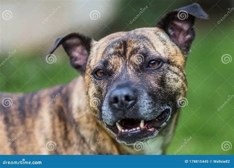 Staff Lurcher cross stock image. Image of fluffy, friend - 178815445