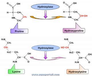 Hydroxylase : définition et explications