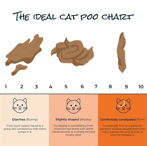 A Guide To Healthy Cat Poo | Expert Advice | Bella & Duke (2023)