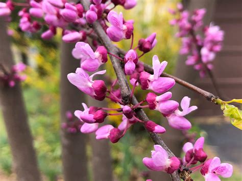 Eastern Redbud: The First Blush of Spring | Root Nashville