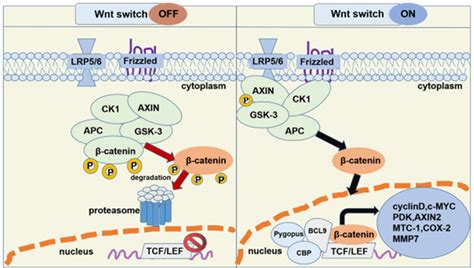 Figure 1 from The role of Wnt/β-catenin signaling pathway in the ...