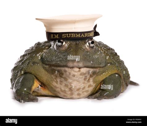 Frog wearing a HM submarine hat cutout Stock Photo - Alamy