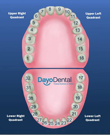 Teeth Numbers and Names - Human Teeth Chart