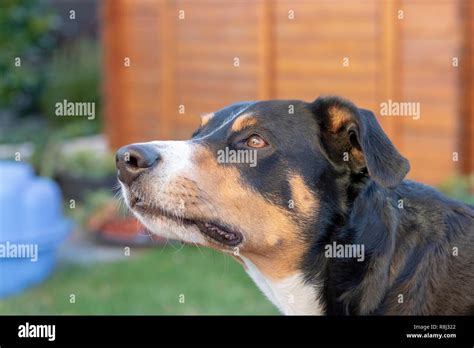 Appenzeller mountain dog posing outside Stock Photo - Alamy