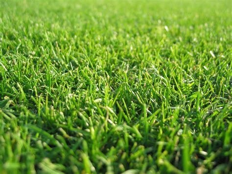 Grass Background Images Hd - Parketis