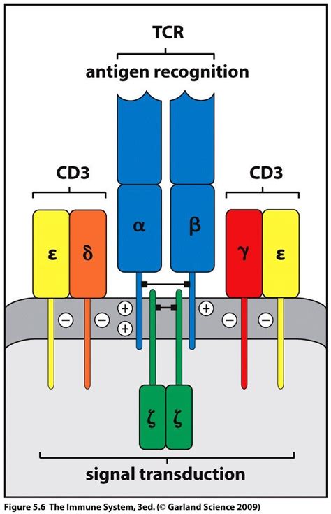 TCR structure with CD3 complex