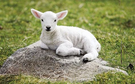 1920x1080px, 1080P Free download | Baby Sheep Sitting . Animals, Baby ...