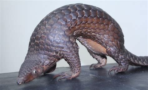 Saving the Pangolin: Philippines’ Fight Against the Illegal Wildlife ...