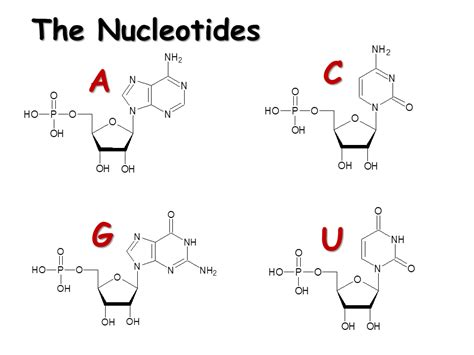 RNA. Structure, Transcription and Editing - Presentation Biology