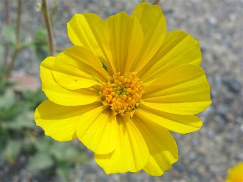 Desert Sunflower, Geraea Canescens