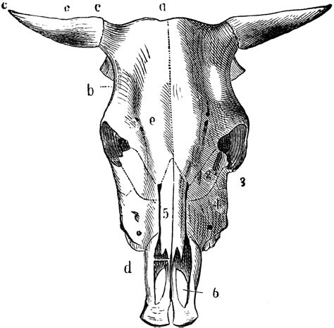 Ox Skull | ClipArt ETC