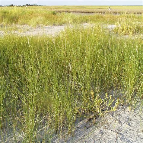 Salt & Brackish Marsh | Center for Coastal Resources Management ...