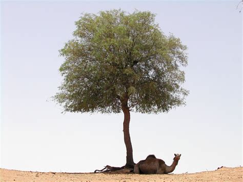 Saving the Arabian ghaf tree | WWF