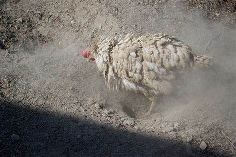 How to Make a Dust Bath for Your Chickens | Small Pet Select