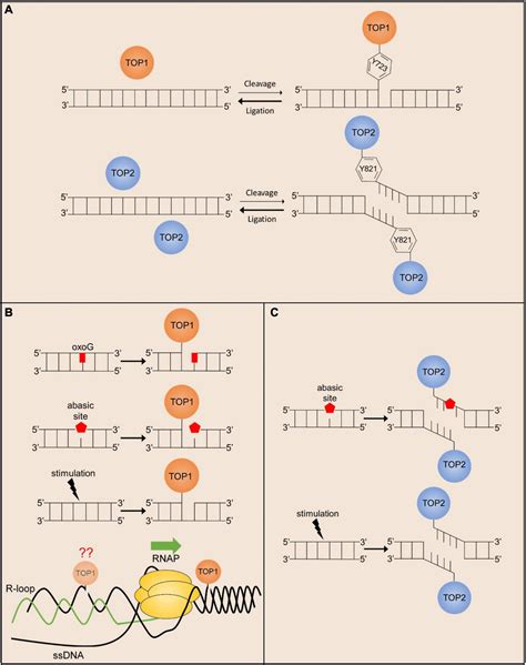 Dna Replication Topoisomerase Function