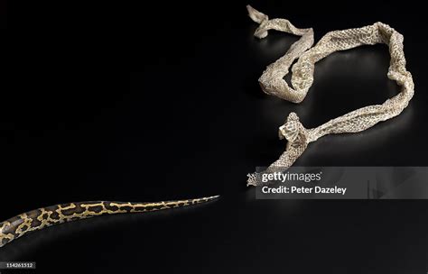 Snake Shedding Skin High-Res Stock Photo - Getty Images