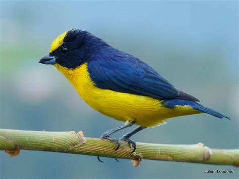 Thick-billed Euphonia | Spezies