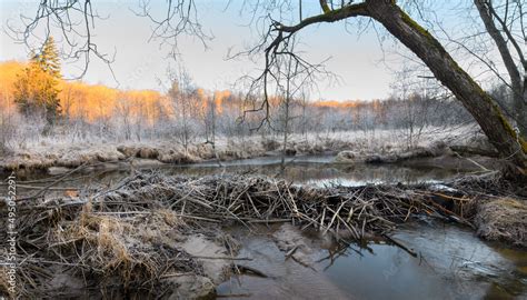 Foto de Beaver dam on a riverbed. River beaver Castor fiber - beaver ...