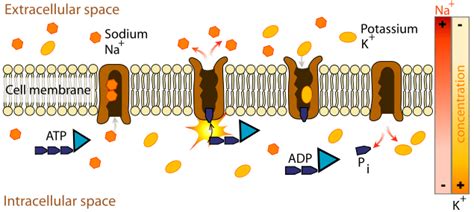 Active Transport Requires Carrier Protein - Transport Informations Lane