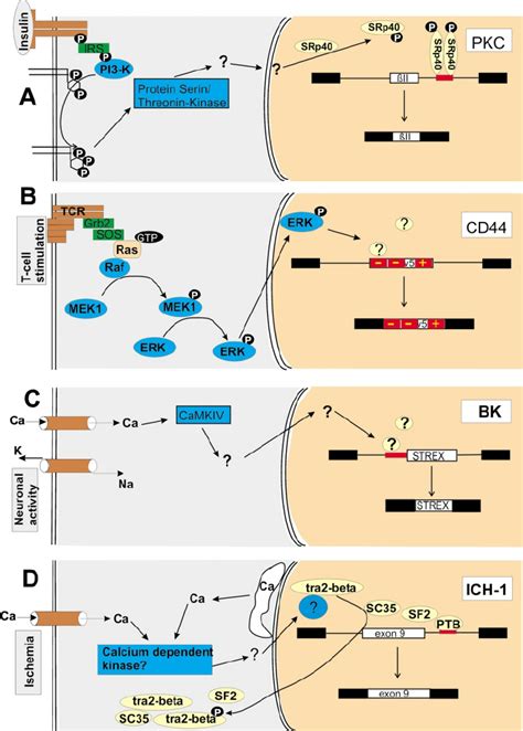 Examples of signal transduction pathways that regulate alternative ...