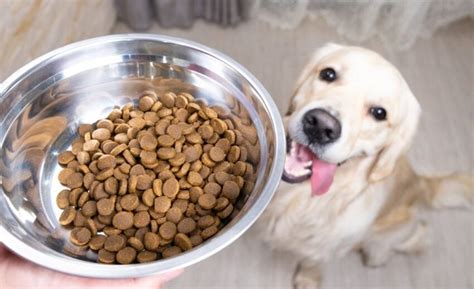 11 Best Dog Foods for Golden Retrievers: [2023 Reviews]