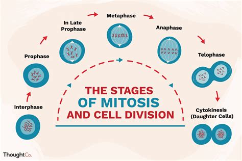 Mitosis Phases Labeled Diagram