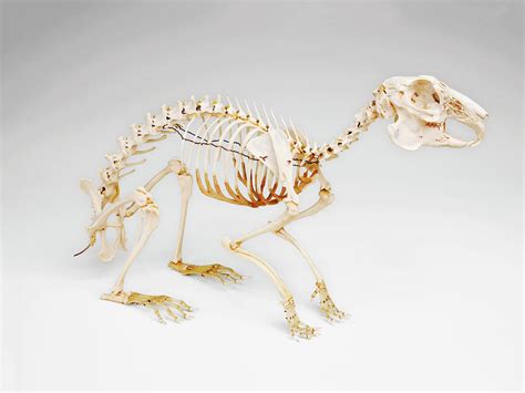 Rabbit Skeleton Photograph by Science Photo Library - Pixels