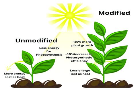 A general comparison of genetically modified and un modified plants ...